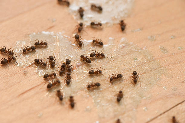  Hooper, UT Pest Control Pros
